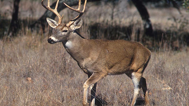 Red Deer